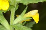 Yellow glandweed